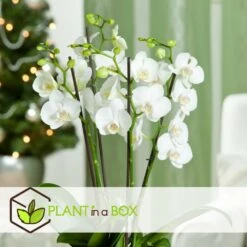 Phalaenopsis Multiflora - Orchidée Blanc - Pot 12cm - Hauteur 35-45cm -VIDA Plantes Magasin 6426d60c268081.57320546