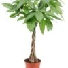 Pachira Aquatica - "money Tree" - Pot 17cm - Hauteur 60-70cm -VIDA Plantes Magasin 6426d6111f6211.00785994