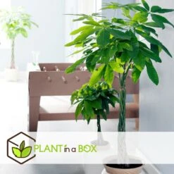 Pachira Aquatica - "money Tree" - Pot 17cm - Hauteur 60-70cm -VIDA Plantes Magasin 6426d61134eda5.40007499