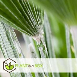 Chamaerops Humilis - Set De 2 - Palmier - Pot 15cm - Hauteur 50-60cm -VIDA Plantes Magasin 6426d61279d5a9.65125664