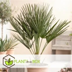 Chamaerops Humilis - Set De 2 - Palmier - Pot 15cm - Hauteur 50-60cm -VIDA Plantes Magasin 6426d612834808.83751907