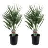 Chamaerops Humilis - Set De 2 - Palmier - Pot 15cm - Hauteur 50-60cm -VIDA Plantes Magasin 6426d61287fa73.58893329