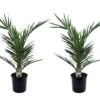 Phoenix Canariensis - Set De 2 - Palmier Dattier - Pot 15cm - Hauteur 50-60cm -VIDA Plantes Magasin 6426d6132ec959.98090678