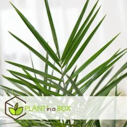 Phoenix Canariensis - Set De 2 - Palmier Dattier - Pot 19cm - Hauteur 80-100cm -VIDA Plantes Magasin 6426d613bcc2a4.01774833