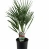 Chamaerops Humilis - Palmier Nain Européen - Pot 15cm - Hauteur 50-60cm -VIDA Plantes Magasin 6426d6146e4700.02204885