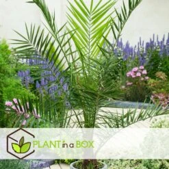 Phoenix Canariensis - Set De 4 - Palmier Dattier - Pot 15cm - Hauteur 50-60cm -VIDA Plantes Magasin 6426d614ecd697.43632698