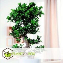 Ficus Ginseng S-shape - Japonaise Bonsai - Pot 20cm - Hauteur 55-65cm 9 Ficus Ginseng S-shape - Japonaise Bonsai - Pot 20cm - Hauteur 55-65cm -VIDA Plantes Magasin 6426d635491757.30711161