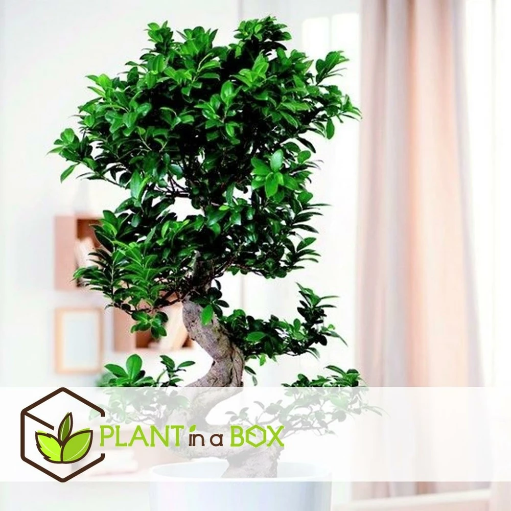 Ficus Ginseng S-shape - Japonaise Bonsai - Pot 20cm - Hauteur 55-65cm 6 Ficus Ginseng S-shape - Japonaise Bonsai - Pot 20cm - Hauteur 55-65cm â Image 4