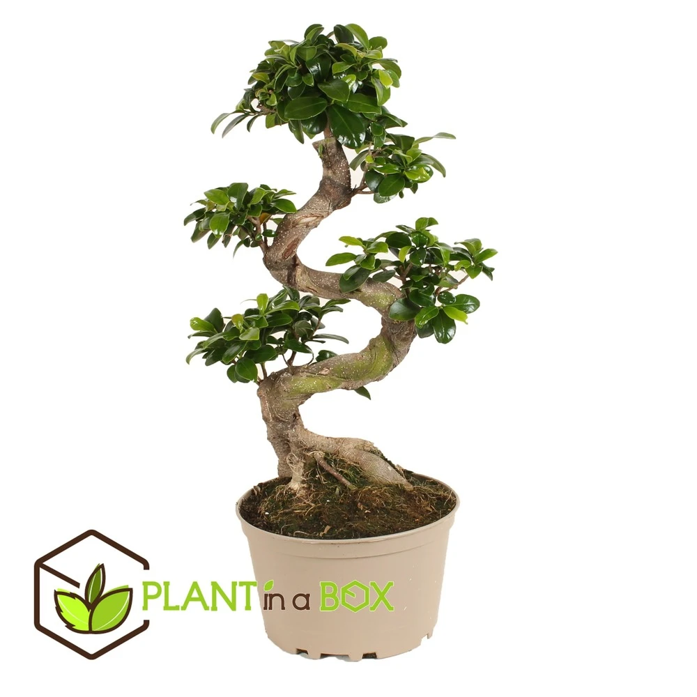 Ficus Ginseng S-shape - Japonaise Bonsai - Pot 20cm - Hauteur 55-65cm 4 Ficus Ginseng S-shape - Japonaise Bonsai - Pot 20cm - Hauteur 55-65cm â Image 2