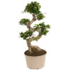 Ficus Ginseng S-shape - Japonaise Bonsai - Pot 20cm - Hauteur 55-65cm -VIDA Plantes Magasin 6426d635584568.95618391