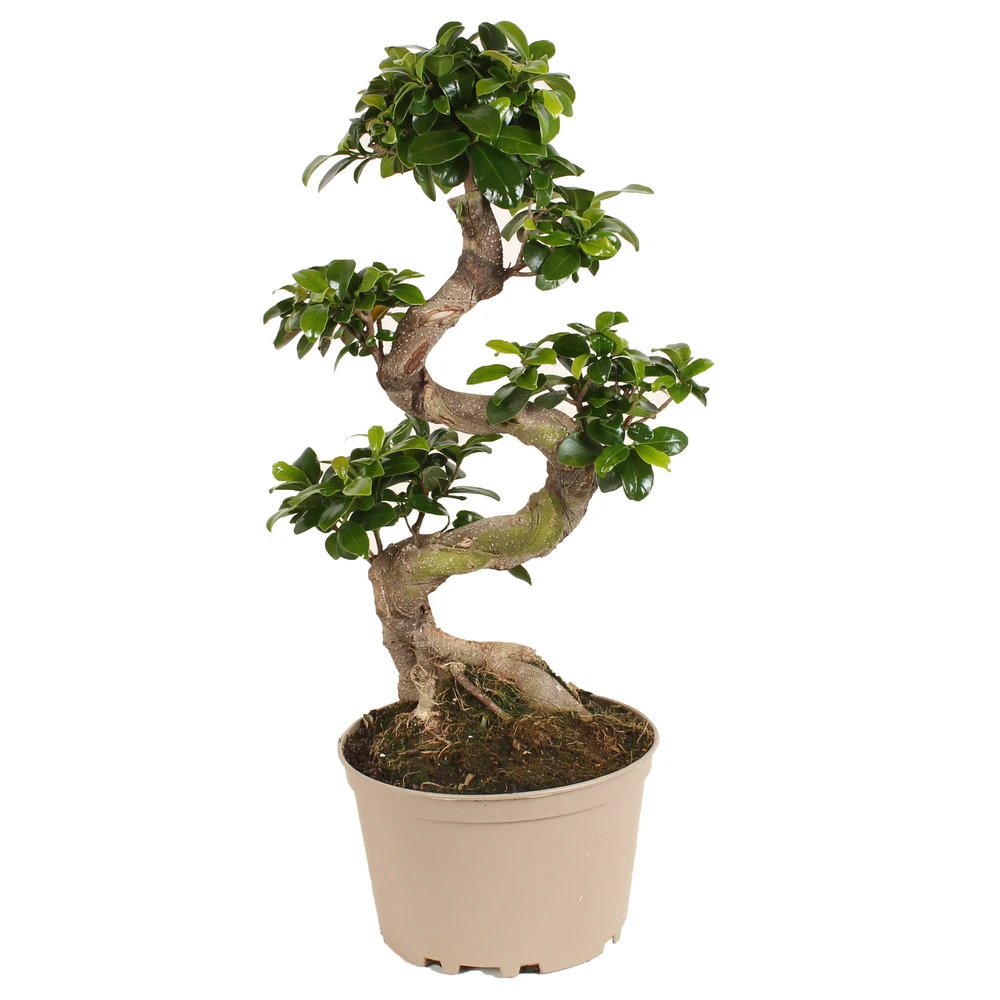 Ficus Ginseng S-shape - Japonaise Bonsai - Pot 20cm - Hauteur 55-65cm 3 Ficus Ginseng S-shape - Japonaise Bonsai - Pot 20cm - Hauteur 55-65cm