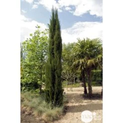 Cupressus Sempervirens Stricta : H. 250/300 Cm -VIDA Plantes Magasin 64282 001