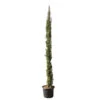 Cupressus Sempervirens Stricta : H. 250/300 Cm -VIDA Plantes Magasin 64282 2058661