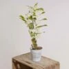 Dendrobium -VIDA Plantes Magasin 642d66c557bec0.36272746