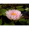 Nymphaea 'darwin' 2 Nymphaea 'darwin' -VIDA Plantes Magasin 642dbb640c0268.35232543