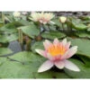 Nymphaea 'paul Hariot' -VIDA Plantes Magasin 642dbb6529d388.39755850
