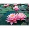 Nymphaea 'pink Sunrise' -VIDA Plantes Magasin 642dbb6611b735.27633131