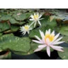 Nymphaea 'arc-en-ciel' -VIDA Plantes Magasin 642dbb66603f97.72359324