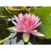 Nymphaea 'perry's Super Red' -VIDA Plantes Magasin 642dbb6912e5a0.15147629