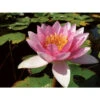 Nymphaea 'galatée' -VIDA Plantes Magasin 642dbb69881cc9.48235106