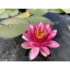 Nymphaea 'perry's Strawberry Pink' 2 Nymphaea 'perry's Strawberry Pink' -VIDA Plantes Magasin 642dbb69dd09b0.83702088