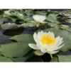 Nymphaea 'albina' -VIDA Plantes Magasin 642dbb6ba157c0.28048727