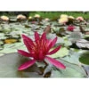 Nymphaea 'hidden Violet' -VIDA Plantes Magasin 642dbb6bf01e28.11524350