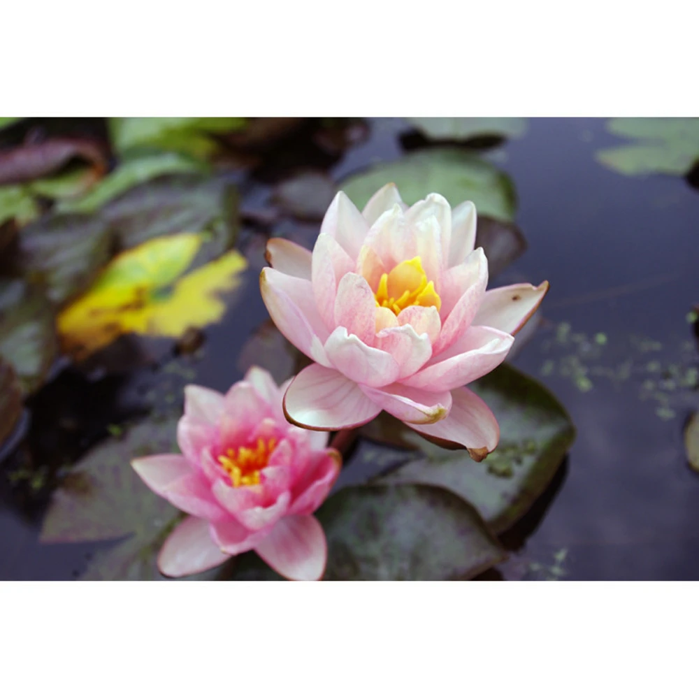 Nymphaea 'berit Stawn' 3 Nymphaea 'berit Stawn'