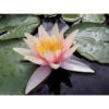 Nymphaea 'sioux' -VIDA Plantes Magasin 642dbb6d78fdc1.55587309