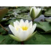 Nymphaea Candida -VIDA Plantes Magasin 642dbb6dd5b874.38444163