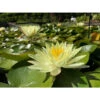 Nymphaea 'odorata Sulfurea Grandiflora' -VIDA Plantes Magasin 642dbb6ea8b102.82811123