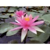 Nymphaea 'pink Sparkle' -VIDA Plantes Magasin 642dbb6f6a6269.96711242