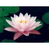 Nymphaea 'chubby' -VIDA Plantes Magasin 642dbb6fcb01c3.52895837