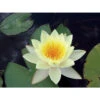 Nymphaea 'moorei' 1 Nymphaea 'moorei' -VIDA Plantes Magasin 642dbb704d2972.83293180