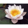 Nymphaea 'geisha Girl' -VIDA Plantes Magasin 642dbb70a5fb57.23179364