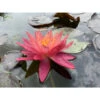 Nymphaea 'wanvisa' -VIDA Plantes Magasin 642dbb72245a38.30625811