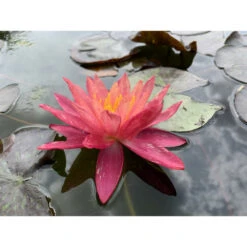 Nymphaea 'wanvisa'