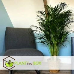 Set De 2 Palmiers Areca - Pot ⌀21cm - H.100-120cm - Plante D'interieur -VIDA Plantes Magasin 642f28bc30c2b3.07936991