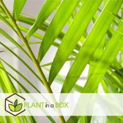 Set De 2 Palmiers Areca - Pot ⌀21cm - H.100-120cm - Plante D'interieur -VIDA Plantes Magasin 642f28bc361585.78778402