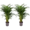 Set De 2 Palmiers Areca - Pot ⌀21cm - H.100-120cm - Plante D'interieur -VIDA Plantes Magasin 642f28bc3a42b0.28355376