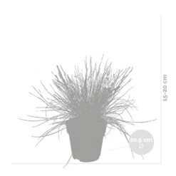 3x Festuca Glauca 'eisvogel' - Fétuque Bleue - Rustique - ⌀10.5 Cm - ↕15-20 Cm 8 3x Festuca Glauca 'eisvogel' - Fétuque Bleue - Rustique - ⌀10.5 Cm - ↕15-20 Cm -VIDA Plantes Magasin 64305ddf5d40b7.11239263