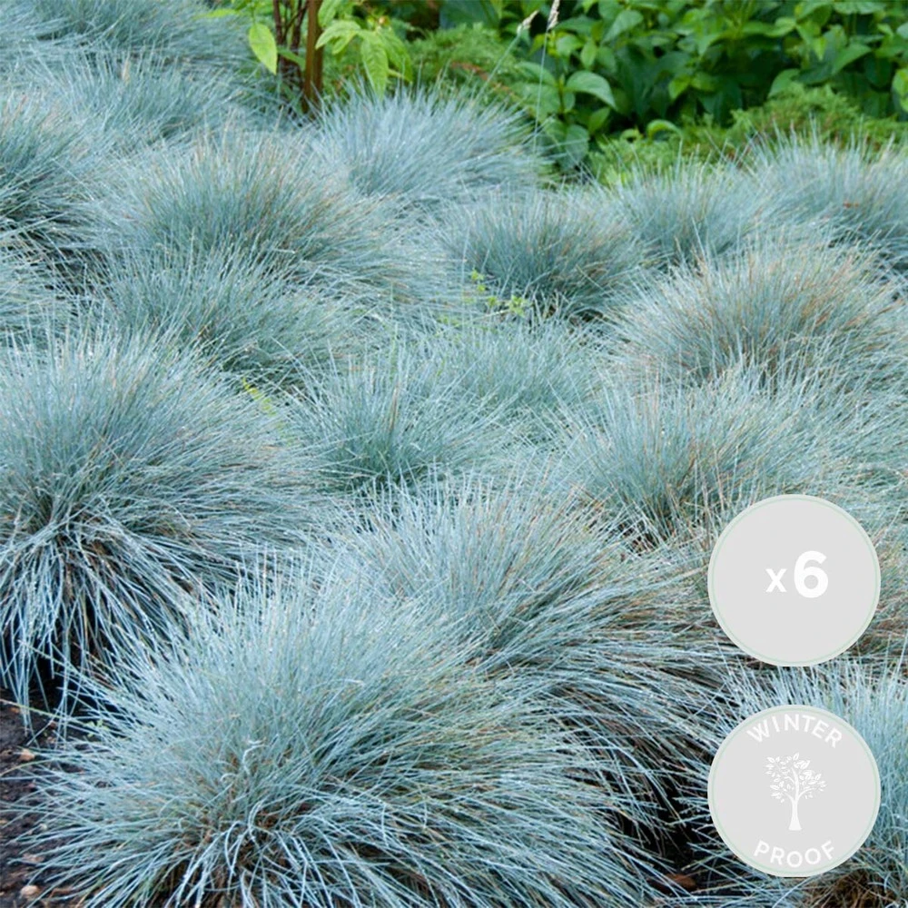 3x Festuca Glauca 'eisvogel' - Fétuque Bleue - Rustique - ⌀10.5 Cm - ↕15-20 Cm 4 3x Festuca Glauca 'eisvogel' - Fétuque Bleue - Rustique - ⌀10.5 Cm - ↕15-20 Cm – Image 2