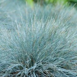 3x Festuca Glauca 'eisvogel' - Fétuque Bleue - Rustique - ⌀10.5 Cm - ↕15-20 Cm 9 3x Festuca Glauca 'eisvogel' - Fétuque Bleue - Rustique - ⌀10.5 Cm - ↕15-20 Cm -VIDA Plantes Magasin 64305ddf741ec3.51952247
