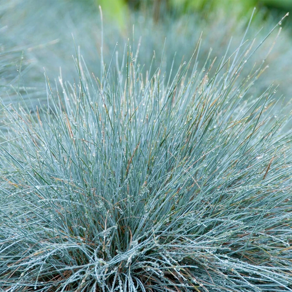3x Festuca Glauca 'eisvogel' - Fétuque Bleue - Rustique - ⌀10.5 Cm - ↕15-20 Cm 6 3x Festuca Glauca 'eisvogel' - Fétuque Bleue - Rustique - ⌀10.5 Cm - ↕15-20 Cm – Image 4