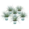 3x Festuca Glauca 'eisvogel' - Fétuque Bleue - Rustique - ⌀10.5 Cm - ↕15-20 Cm -VIDA Plantes Magasin 64305ddf78ea56.14122405