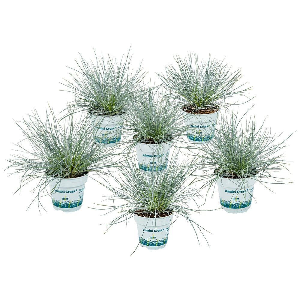 3x Festuca Glauca 'eisvogel' - Fétuque Bleue - Rustique - ⌀10.5 Cm - ↕15-20 Cm 3 3x Festuca Glauca 'eisvogel' - Fétuque Bleue - Rustique - ⌀10.5 Cm - ↕15-20 Cm