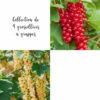 Collection De 4 Groseilliers à Grappes -VIDA Plantes Magasin 64306b56b4cd95.96599075