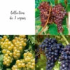 Collection De 3 Vignes -VIDA Plantes Magasin 64306b5a04dda5.23385417