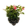 Mandevilla Diamantina 'Jade Pink' : Barquette 4 Plants -VIDA Plantes Magasin 643931 002