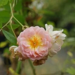 Rosier Ancien 'ghislaine De Féligonde' - Rosa 3l -VIDA Plantes Magasin 644283dd889904.04327991